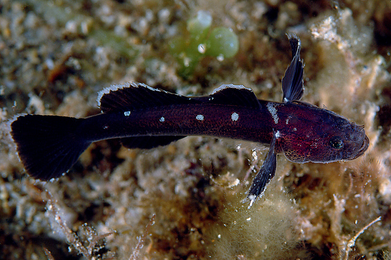 Didogobius schlieweni